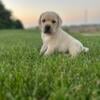 English Labrador retrievers