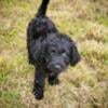 Goldendoodle male and female