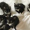 Black and white kittens for sale