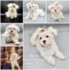 Purebred Maltese female puppy available now