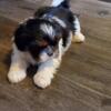 Quiet Shih Tzu Puppies For Rehoming.