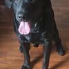 5 yr Black Lab "Church"*****Pending adoption****