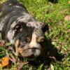 Gorgeous black tri Merle female 