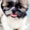 Health Certified Shihtzu Puppies!