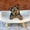 ❤️YORKIE PUPPIES ❤️