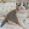 Premium Purebred British Shorthair kittens CFA registered
