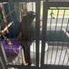 2 green cheek conures