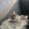 REDUCED ***Ragdoll mixed CUTE KITTENS READY NOW