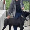 Champion bloodline Cane Corso puppies