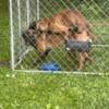 Belgian malinois puppies