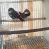 firetail male for sale 125 each