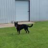 AKC WORKING LINE GERMAN SHEPHERD FEMALE