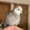 Male Hand raised Cockatiel Whiteface/Cinnamon/Pearl