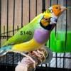 Gouldian Finch for sale