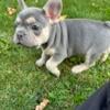 FRENCHIE MALE PUP