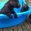 Chocolate lab puppies