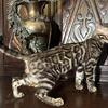Bengal Male TICA Purebred Pedigree Kitten 4 months old