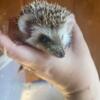 Male and Female Hedgehogs - eyeline, full mask, tans, and mosaics!