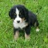 Bernese Mountain Dog Puppies