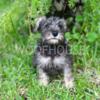 male schnauzer puppy