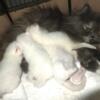 White kittens available in a few weeks, available to visit now
