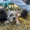 Akc registered exotic French bull dogs