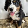 Ultra Bernedoodle male