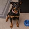 AKC Rottweiler Puppy – Vaccinated & Papered. All health records.