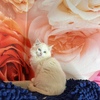 Gorgeous ragdoll kittens available