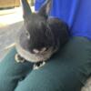 Netherland Dwarf bunnies (3 buck, 4 doe)