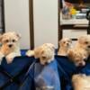 Maltipoo puppies for sale 12 weeks old