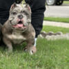 American exotic bully
