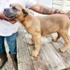 AKC cane Corso females avaliable