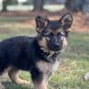 German Shepherd Puppies (Long Hair/Showline)