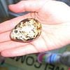 Jumbo Coturnix Quail (Japanese) Egg for hatching & Jumbo Coturnix Quail (Japanese) for sale.