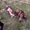 Karakachan shelty mtn cur mix puppies