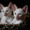 CLASSIC SIAMESE KITTENS