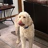 3 year old labradoodle for stud