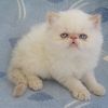 HIMALAYAN KITTEN-CFA