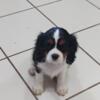 READY NOW CAVALIER KING CHARLES PUPPIES