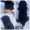 American AKITA PUPPIES 