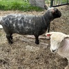 Pair of Babydoll Sheep Wethers