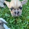 AKC lilac and tan merle French Bulldog