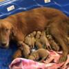 AKC CERTIFIED PEDIGREE GOLDEN RETRIEVER PUPPIES FOR SALE!