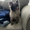 8 month old Pomeranians