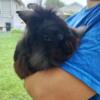 One Year Old black lionhead buck, Elizabethtown PA