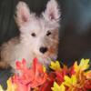 Female Scottish terrier pups