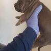 Cane Corso/ Pitbull mix pups 2 males left