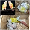 Dilute Greencheek Conure Chicks