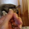 Sugar glider adults and breeding pairs